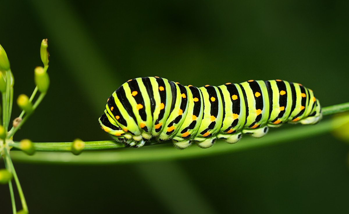 Du bruit sous la loupe